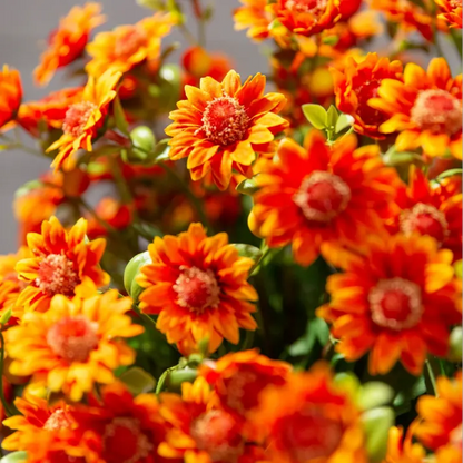 💥Last Day Each- Artificial Outdoor Sunset Mums Flowers -  Waterproof, Windproof