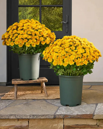 💥Last Day Each- Artificial Outdoor Sunset Mums Flowers -  Waterproof, Windproof