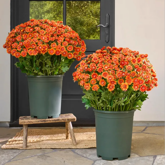 💥Last Day Each- Artificial Outdoor Sunset Mums Flowers -  Waterproof, Windproof
