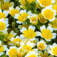 Seurico™ Honey - Infused Lip - Glow Oil