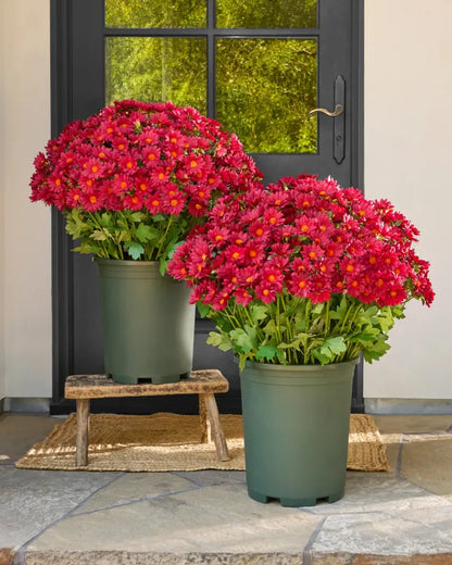 💥Last Day Each- Artificial Outdoor Sunset Mums Flowers -  Waterproof, Windproof