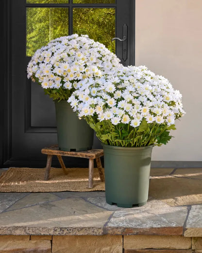 💥Last Day Each- Artificial Outdoor Sunset Mums Flowers -  Waterproof, Windproof