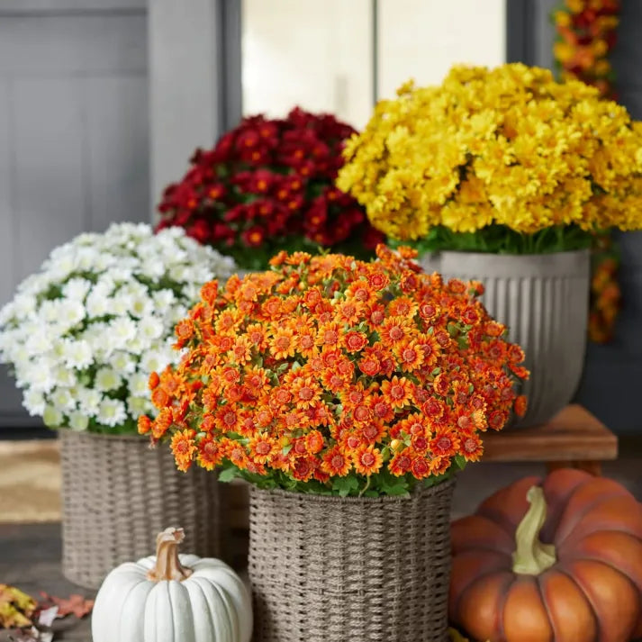 💥Last Day Each- Artificial Outdoor Sunset Mums Flowers -  Waterproof, Windproof