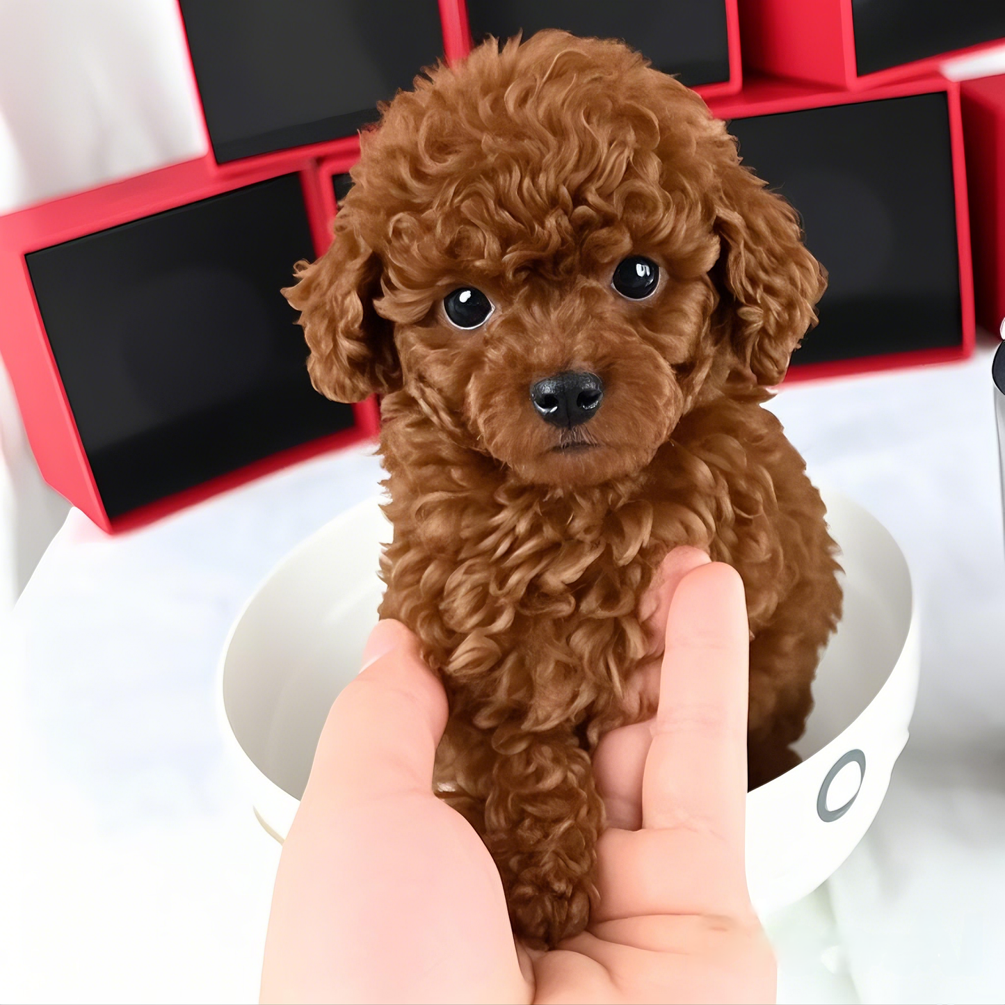 🎁Last Day Promotion 49% OFF🐶 Puppio™ Charming Plush Dog - Your Realistic Toy Dog